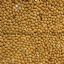 chinese broomcorn millet 07 product